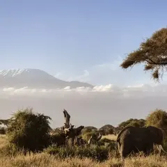 Słoń w parku narodowym Amboseli na tle ośnieżonego Kilimandżaro.