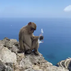 Małpa siedzi na skale Gibraltarskiej, trzymając w łapce kawałek plastiku. W tle błękitne morze i niebo.