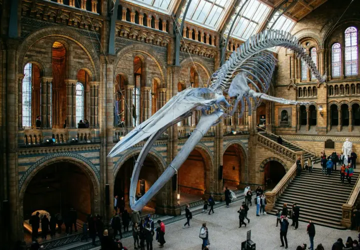 Szkielet wieloryba w holu Muzeum Historii Naturalnej w Londynie. Imponująca architektura i tłumy zwiedzających.