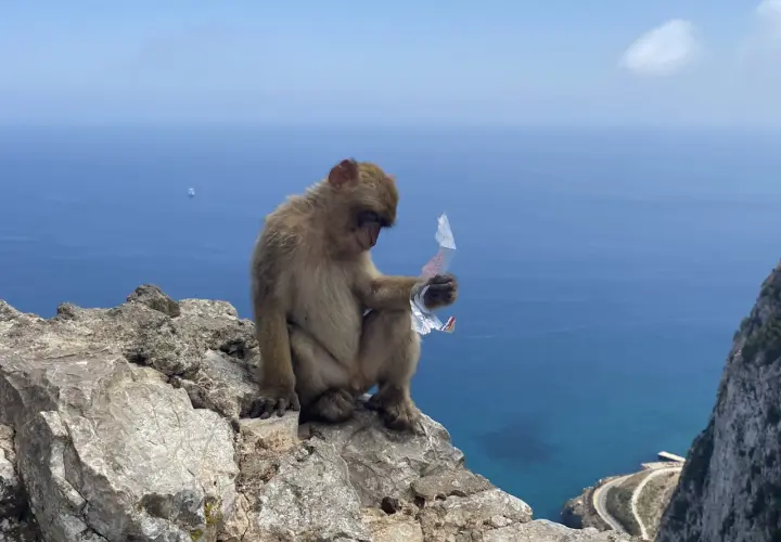 Małpa siedzi na skale Gibraltarskiej, trzymając w łapce kawałek plastiku. W tle błękitne morze i niebo.