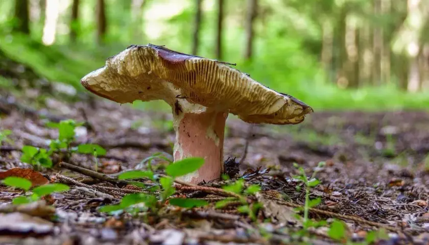 Gdzie na grzyby z noclegiem? Odkryj najlepsze miejsca w Pomorzu