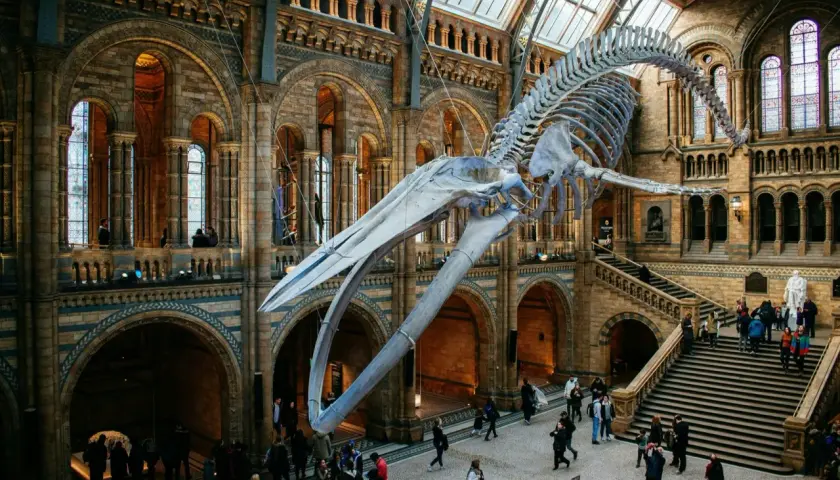 Szkielet wieloryba w holu Muzeum Historii Naturalnej w Londynie. Imponująca architektura i tłumy zwiedzających.