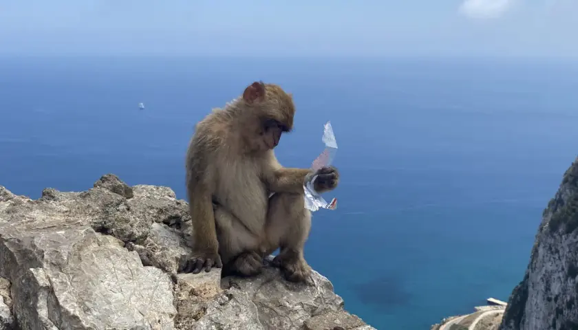 Małpa siedzi na skale Gibraltarskiej, trzymając w łapce kawałek plastiku. W tle błękitne morze i niebo.