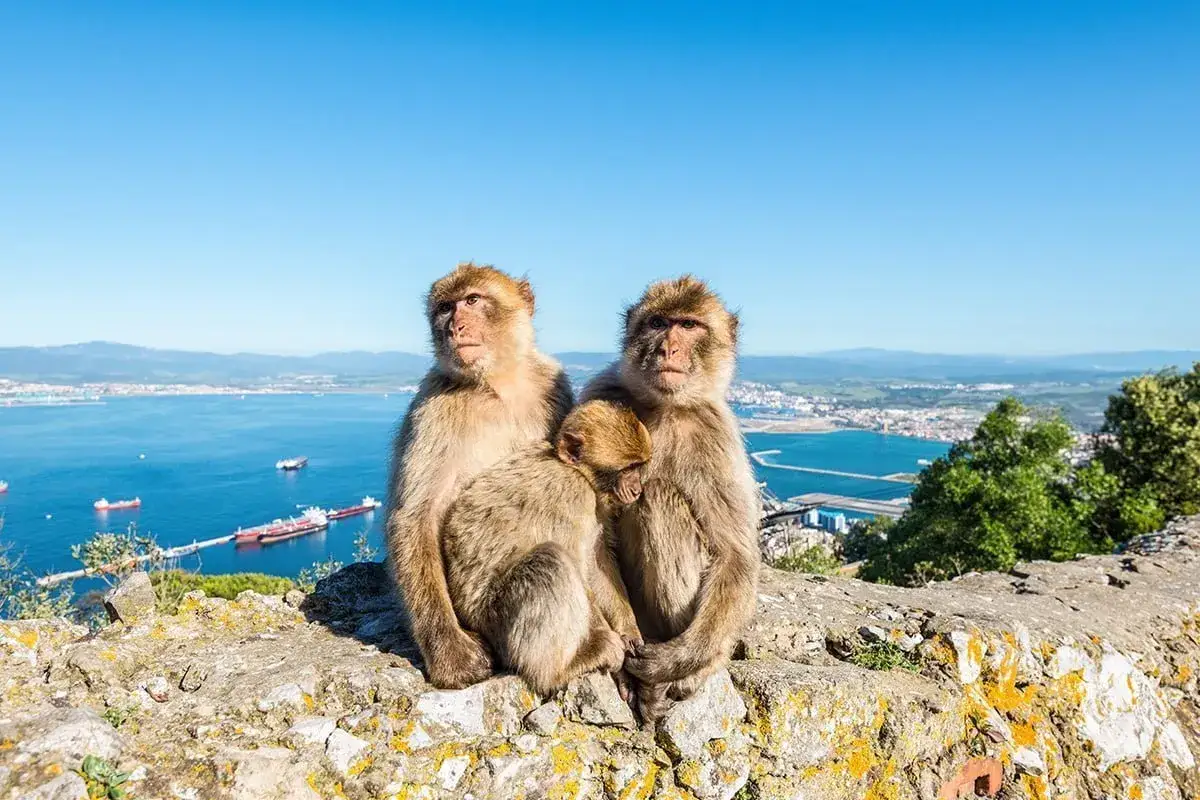 Małpia rodzina na skale Gibraltarskiej, z widokiem na port i morze.