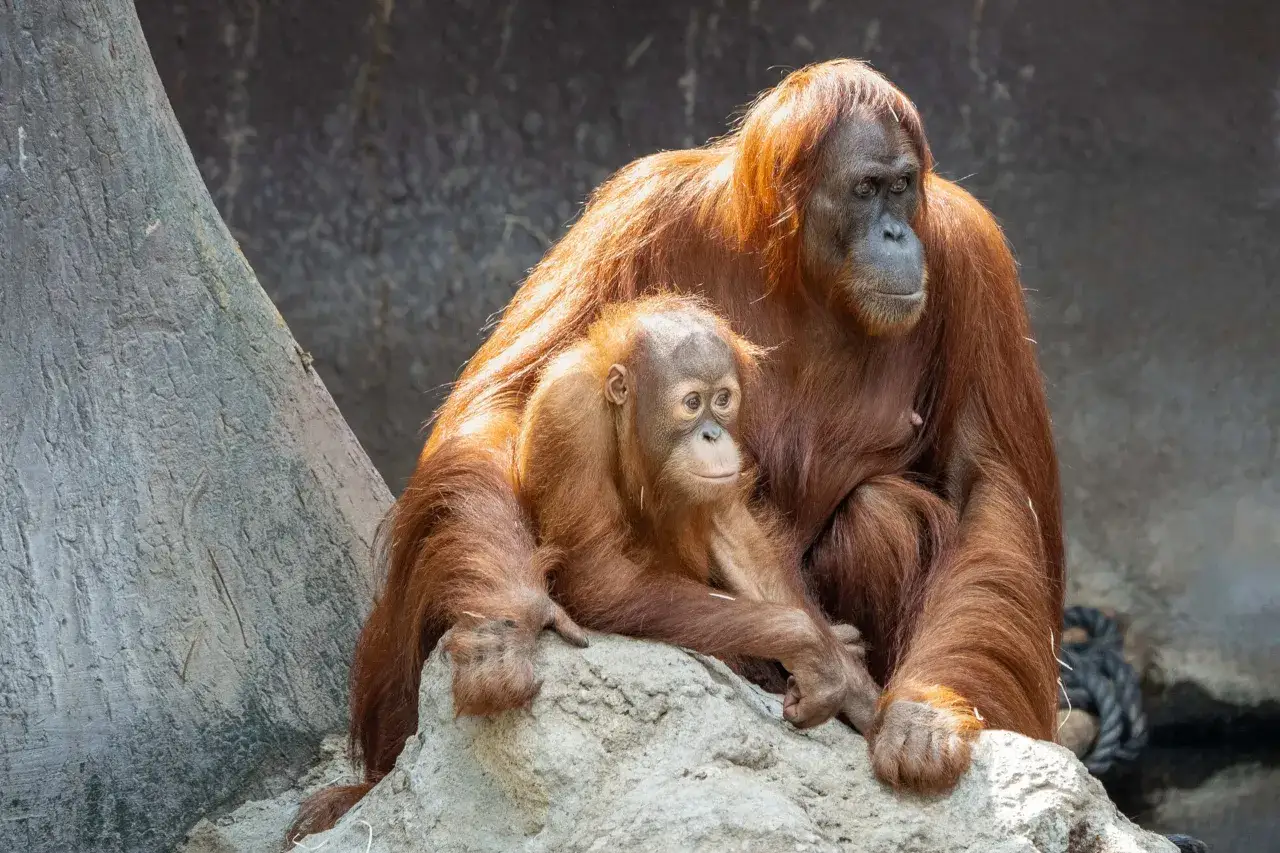 Matka orangutan z dzieckiem odpoczywają na skale w ogrodzie zoologicznym w Pradze.