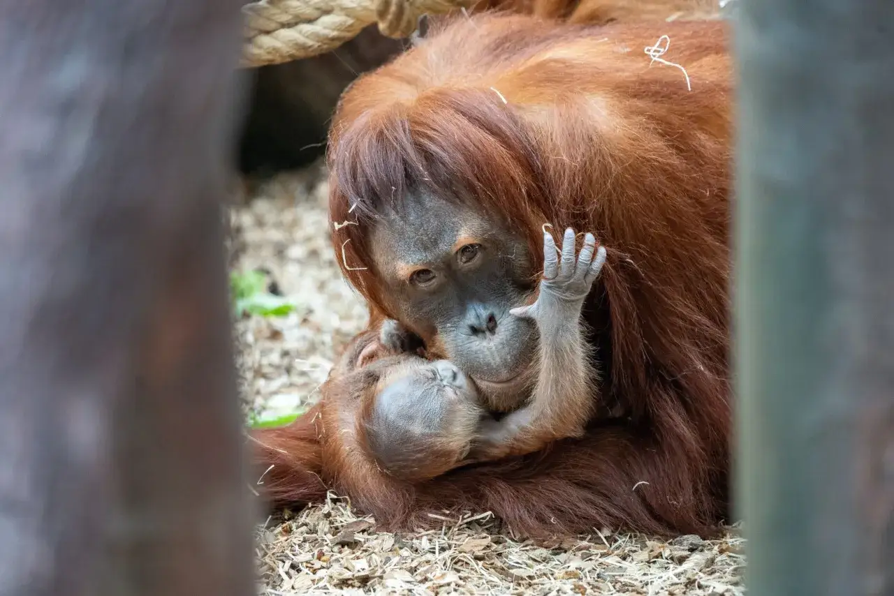 Matka orangutan czule tuli swoje dziecko w ogrodzie zoologicznym w Pradze.