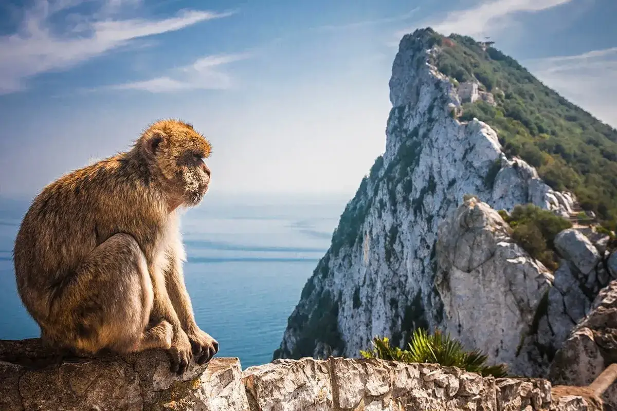 Małpa siedzi na skale, patrząc na majestatyczny Rock of Gibraltar.