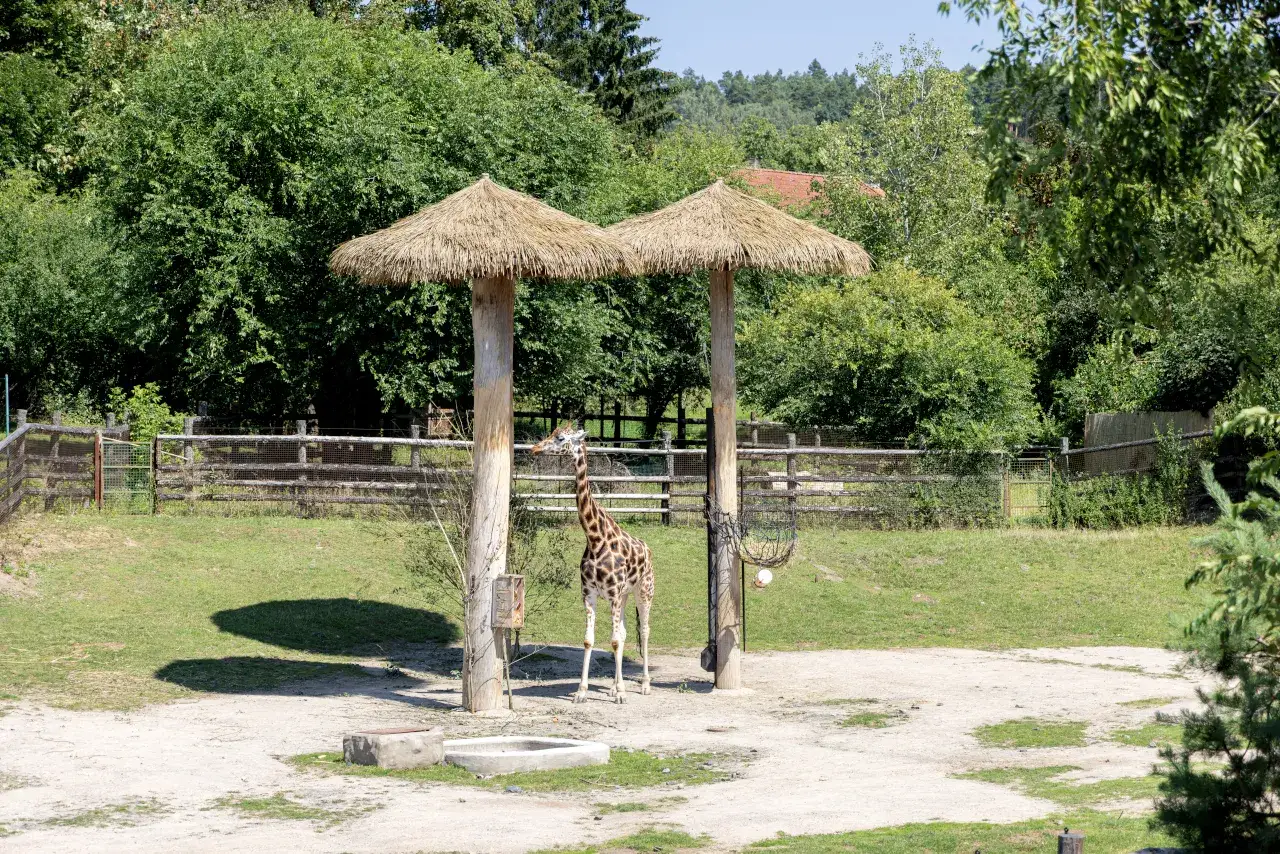 Żyrafa w praskim zoo pod strzechą.