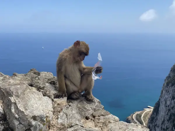 Małpa siedzi na skale Gibraltarskiej, trzymając w łapce kawałek plastiku. W tle błękitne morze i niebo.